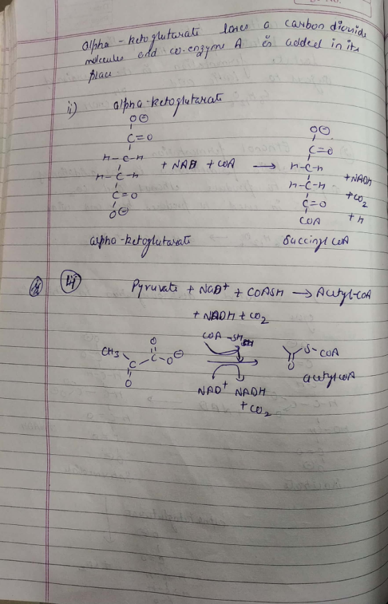 CANbon dieuids adldeel in it lanes A - keho glutarali alpha mlceuls edd c-eym place HIe-n t NAB CeA NAON 1-C-h CeO th COA Pyr