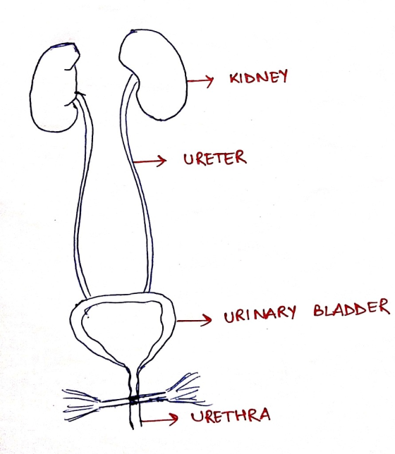 G D * KIDNEY H URETER > URINARY BLADDER → URETHRA