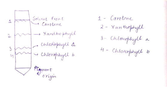 m y Solvent front carotene - Xanimophyll Chlorophyll a y Chloropdyll b 1 - Carotene 2- Xanthophyll 3- Chlorophyll a 4-Chlorop