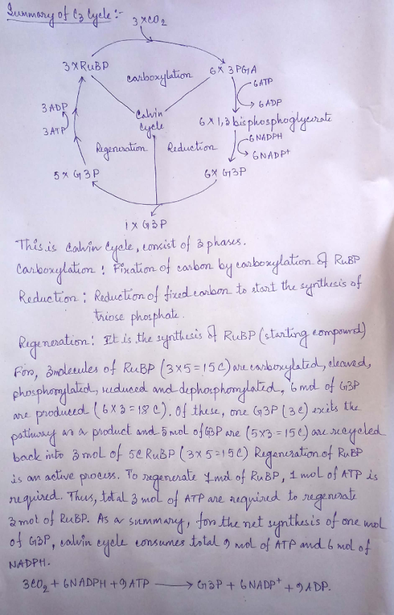 SMN Summary of C3 Cycle 34002 3 X RuBP P ochovulation 6X 3 PGA GATP 3 ADP 96ADP Calvin ucle 6x1,3 bisphosphoglycerate NADPH