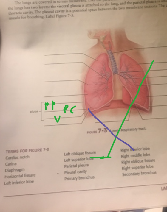 The lungs are covered in serous membe the lungs has two layers: the visceral pleura is attached to the lung, and the parietal