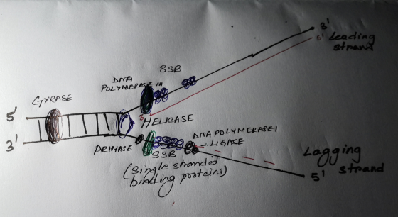 s leading strand SSB DNA POLYMERAS EM GYRASE pero CASE ANA POLYMERASE) LIGASE PRIMASE Laggistrand (single stranded bidding p