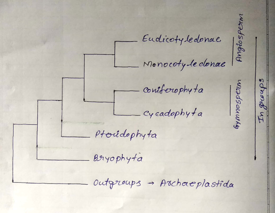 Eudicotyledonace Angiosperm Monocotyde conae coniferophyta Gymnosperm scoorb uI - Cycadophyta Proudophyta Bryophyta - outgrou