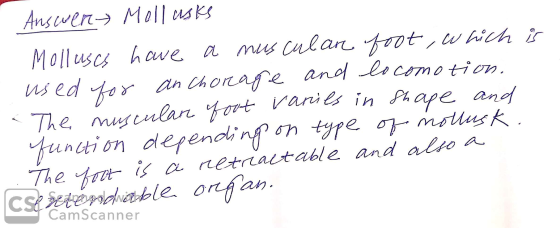 . Answer Mollusks Molluses have a musculan foot, which is used for anchorage and locomotion. The musculan fout vanies in shap