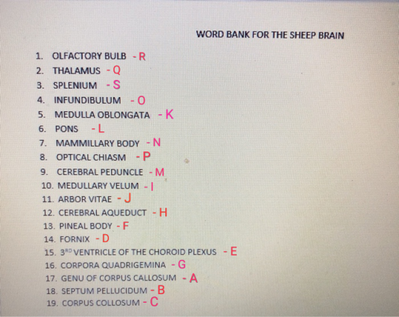 WORD BANK FOR THE SHEEP BRAIN 1. OLFACTORY BULB -R 2. THALAMUS - Q 3. SPLENIUM -S 4. INFUNDIBULUM - 0 5. MEDULLA OBLONGATA -K