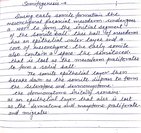 Somitogenesis - During early somite formations the mesenchymal pasarial mesoderm: undergoes a MET to form the initial segment