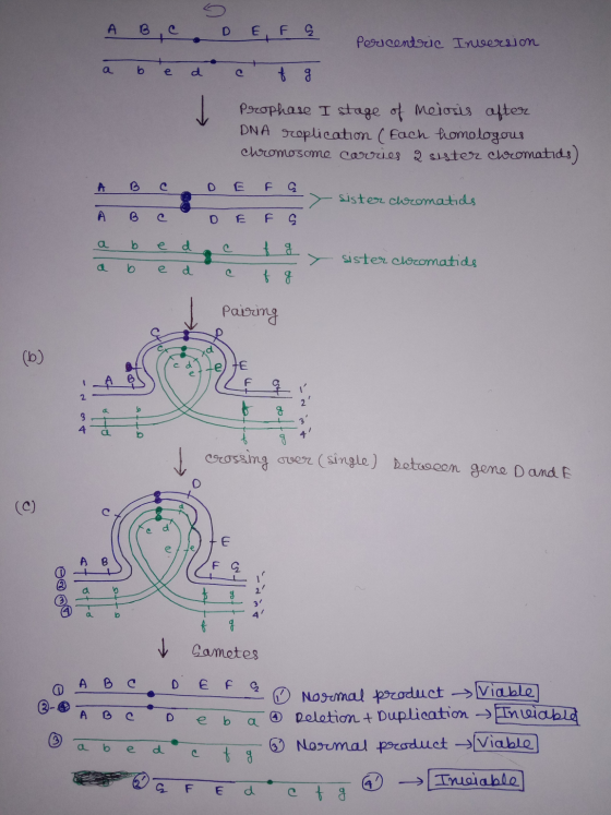 A B C D E F G Percentric Inversion a be d af g. Prophase I stage of meiosis after DNA replication (Each homologous chromosome