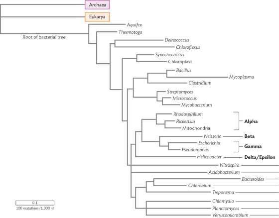 Archaea Eukarya Aquifex Thermotoga Root of bacterial tree Deinococcus - Chloroflexus - Synechococcus Chloroplast Bacillus - M