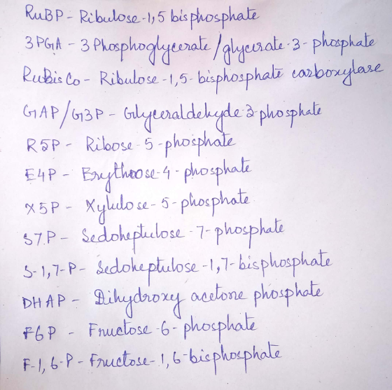 RuBP - Ribulose-1, 5 bisphosphate 3 PG1A - 3 Phosphoglycerate /alycrate-3-phosphate Rubis Co- Ribulose -1,5-bisphosphală carb