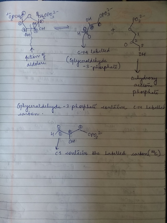 2- Popoнe e moro- OPO OH el serpente OH of AOH Action C-14 labelled (Glyceraldehyde aldolare 1-3-pharphate) acelere Dehydroxy