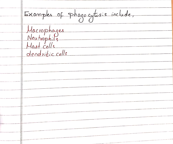 Examples of phagocytosis include, Macrophages. Neutrophils Mast cells dendritic cells