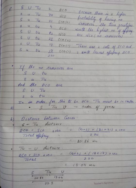 S Tu 2 DCO 70 NCO ccs &c S u s u s u s u Because there is a higher probability o having no crossover, the tio genotypes. with