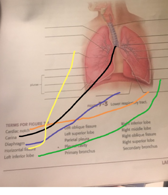 Lower respiryty tract. TERMS FOR FIGURE Cardiac notch Carina Diaphragm Horizontal fissure Left inferior lobe ceft oblique fis