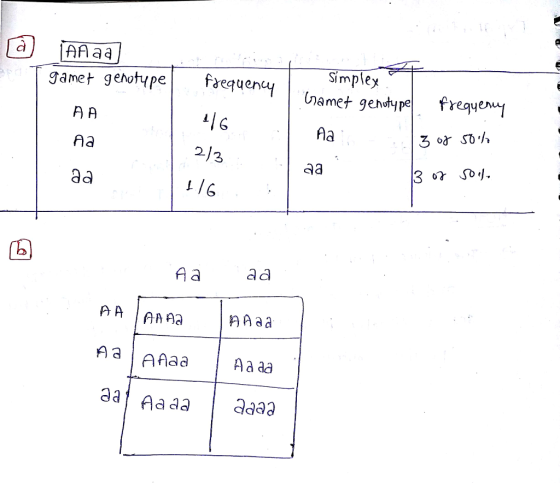 aAaa gamet 9 Simplex namet gehdype freqyew ganet getypea ehotype ћа Aa 2 3 за за A a a d AaAAaa Aa aa За