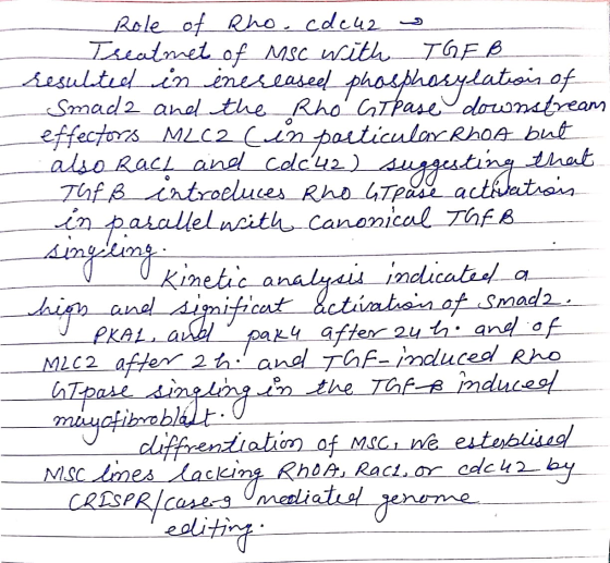 Role of Rho. cde42 Treatmet of Msc with TGF B resulted in increased phosphorylation of Smade and the Rho GT pase downstream e