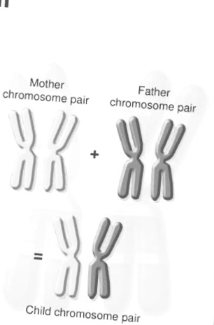 Father chromosome pair Mother chromosome pair Child chromosome pair