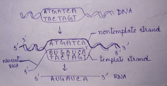 d TTGATCA TAC TAGT DNA nontemplate strand 3 ATGATCA AU GAUCA FACTÅGT 1 nascenta template strand RNA 5 어 ANG AUC 3 RNA