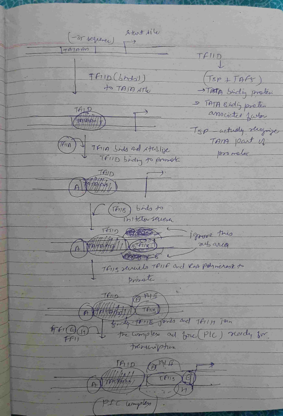 (-35 sequence) stut sile ITATAAN Thib (bid)) to TATA STL THILD (TBP + TAFF) TRTA binding proleri & TATA Binding proten associ