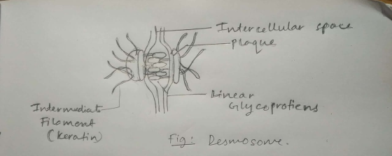 -Intercellular space proque Linear Glycoprofiens Intermediate Filoment (Keratin fig: Resmosome.