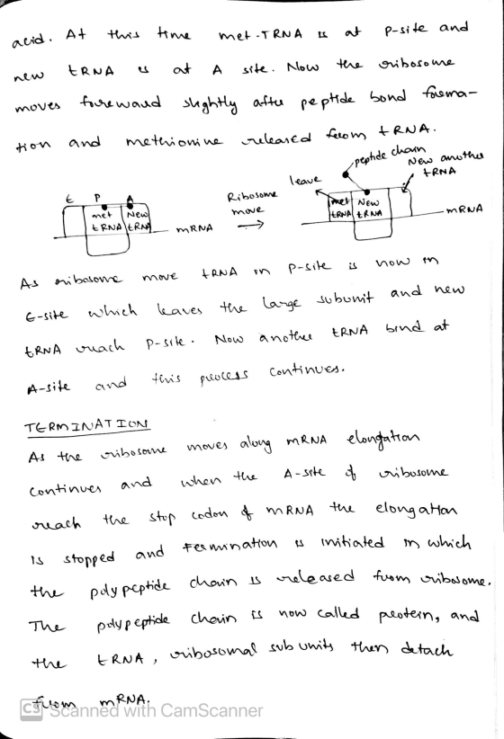 acid. At moves peptide chain New another ERNA leave t Ribosome move hett New New IERNALERNA is now the large subunit and new