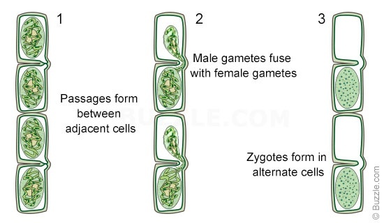 2 Male gametes fuse with female gametes Passages form between adjacent cells Zygotes form in alternate cells OD