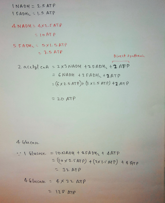 INADH = 2.5 ATP IFADH2 = 1.5 ATP 4 NADH = 4X2.5 ATP - 10 ATP 5 FAOH = 5x1.5 ATP a 7.5 ATP Direct synthesis 2 acetyl coa = 2X3