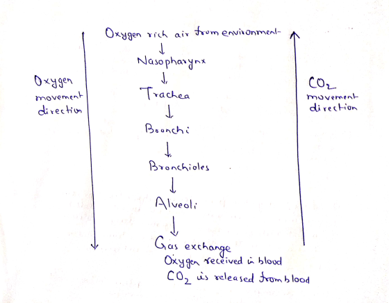 Oxygen rich air from environment a Nasopharynx Oxygen movement direction Trachea CO₂ movement direction Bronchi Bronchioles a