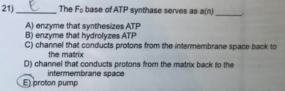 21) The Fo base of ATP synthase serves as a(n)_ A) enzyme that synthesizes ATP B) enzyme that hydrolyzes ATP C) channel that