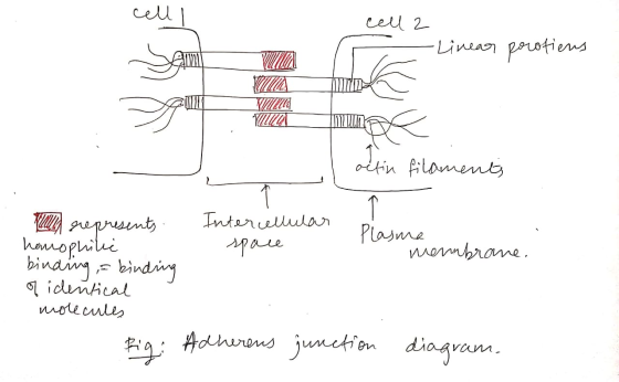 cell I cell 2 - Linear protiens Vi VI VIINGI actin filaments Inter cellular space Plasma membrane. a represents. homophilic b