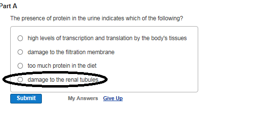 art A The presence of protein in the urine indicates which of the following? O O O high levels of transcription and translati