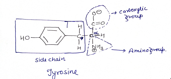 carboxylic I c=0) group 「エーリー 0-0-0- H ji- -Aminogroup. 1 Side chain Tyrosine