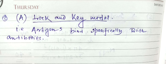 THURSDAY IMPORTAN 6 (A) tock and Key model, we z le Antigens bind specifically with antibodies..