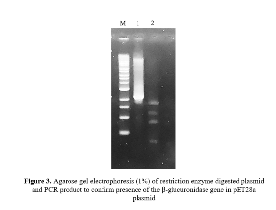 M 1 2 Figure 3. Agarose gel electrophoresis (1%) of restriction enzyme digested plasmid and PCR product to confirm presence o