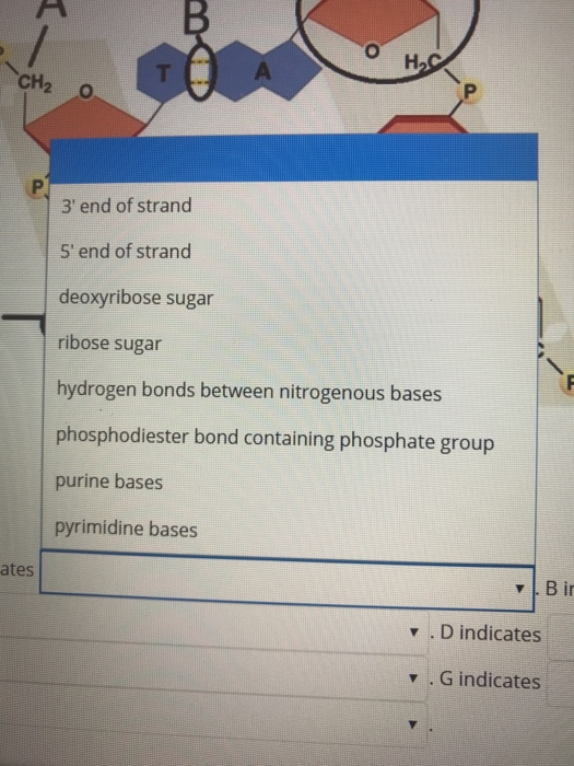 Hoc CH2 3 end of strand 5 end of strand deoxyribose sugar ribose sugar hydrogen bonds between nitrogenous bases phosphodies
