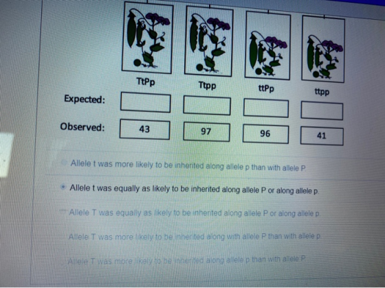 ТЕРp Ttpp ttPp ttpp Expected: Observed: 96 Allele t was more likely to be inherited along allele p than with allele P. Allele