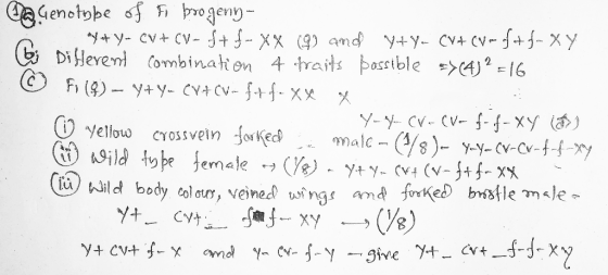 a Genotype of Fi bro geny - W.Y+Y- cv + CV - $+$ - XX (9) and y+yn CV+CV wrof+f-xy E Di Herent combination 4 fraits possible
