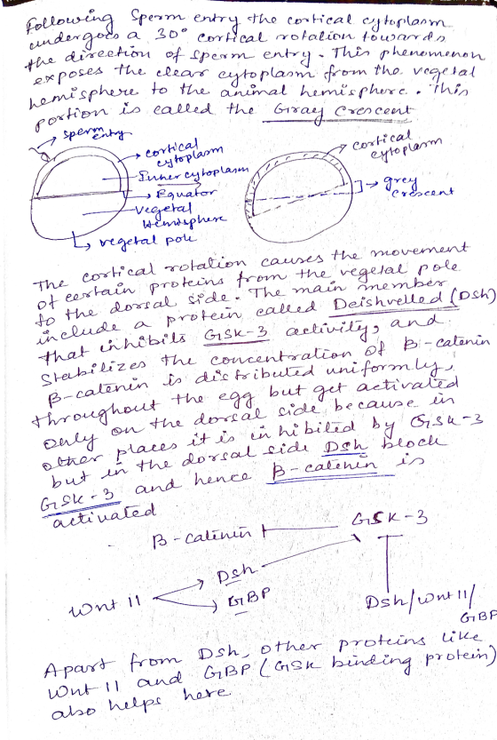 Collowing sperm entry the cortical cytoplasm, undergoes a 30° cortical rotation towarrdo e direction of sperm entry. This phe