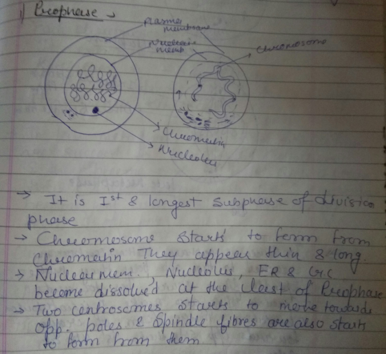 I beophese u Plasma Nanchodu telee Cukor some felen chimonetin Mucleottes 3 It is Ist & longest subphase of division phase -