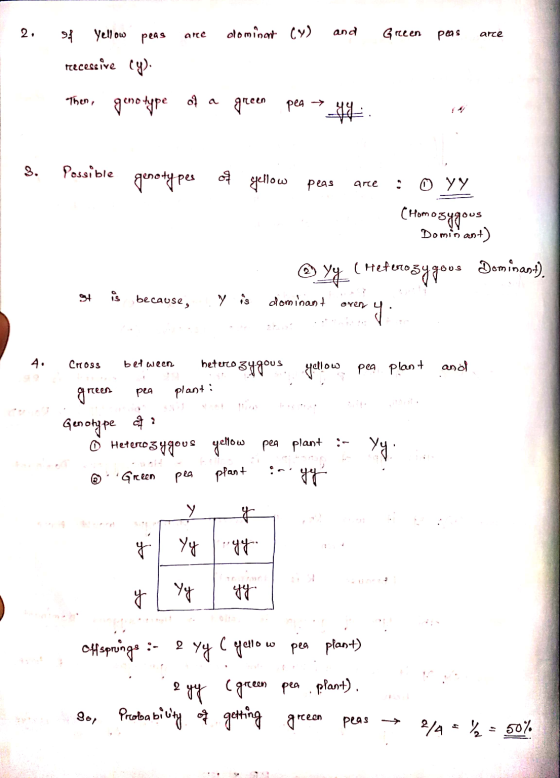 2. arte dominant (7) and Greeen peas arte of yellow peas recessive cy). Then, genotype of a green green pea → 99. 8. Possible