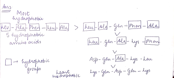 . Most hydrophobic her - Alat-Phen- Then Ala > 5 byciuophobic heut-hold-gen-fphen-Lala Theu.gen-Ala-Lys tenen amino acids 0 A