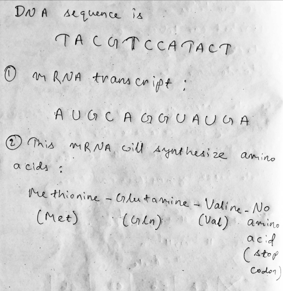 DNA sequence is TACOT C CATACT 0 mRNA transcript : AUG CAO GUAUGA MRNA, will synthesize amino a cids : he thionine - Glutamin
