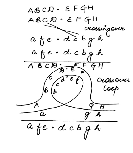 ABCO: E F GH ABCD · E F GH crossing over afe.dcbgh afe.dcb gh A6c Схош их loop A a a fe• dc b g h