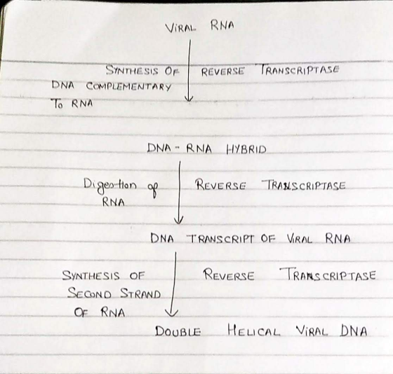 VIRAL RNA REVERSE TRANSCRIPTASC SYNTHESIS OF DNA COMPLEMENTARY TORNA DNA - RNA HYBRID Digestion RNA of REVERSE TRANSCRIPTASE
