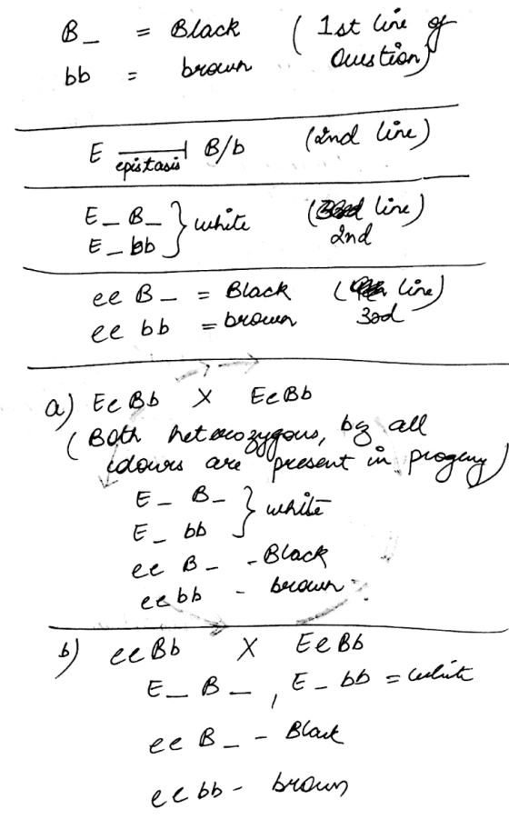 B_ bb - Black = brown ( 1st line of . Questions E epistasis! B/b (and line) (Bled line) and E_B_} white Ebb S ee B- = Black e
