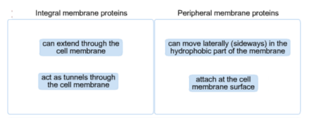 Integral membrane proteins Peripheral membrane proteins can extend through the cell membrane can move laterally (sideways) in