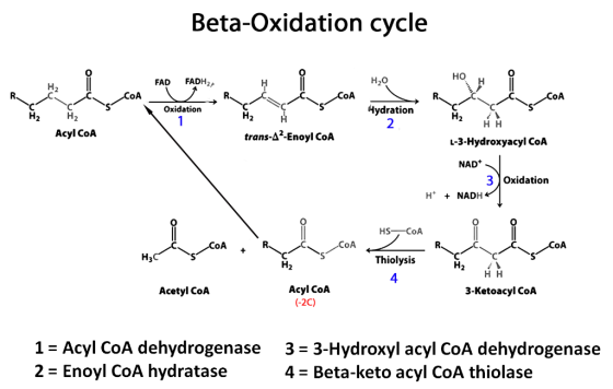 Beta-Oxidation cycle 0 H2O FAD FADH 2/ 0 Oxidation Hydration НН Acyl CoA trans-A*-Enoyl CoA L-3-Hydroxyacyl CoA NAD+ 3 |Oxida