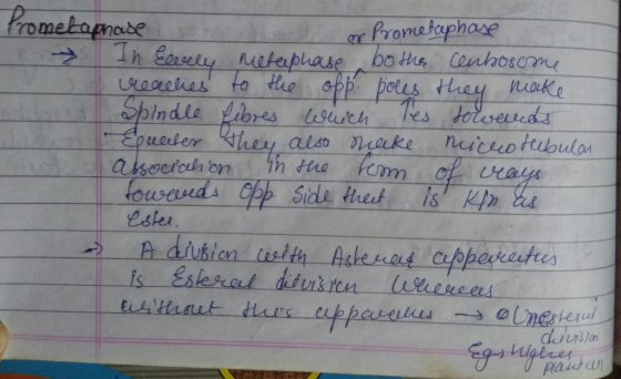 - Te Prometaphase or Prometaphase In Evely Metaphase to the centrosome reaches to the opp. poles they make Spindle fibres whi