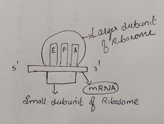dubunit Larger If Reborome Small subunit of Ribosome