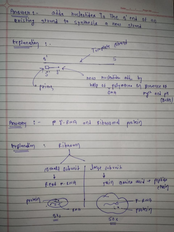Date:_ _Page no:_ Answer Existing adda nucleotides strand to synthesis To The g end a new strand of an teplanation strand -
