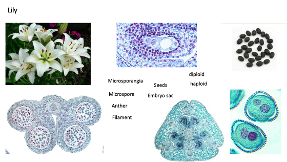 Lily 090 diploid Microsporangia Seeds haploid Microspore Embryo sac Anther Filament